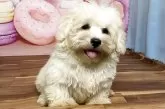 ハバニーズ【福岡県・男の子・2025年5月27日・クリーム】の写真7