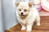 ポメプー(ポメラニアン×トイプードル)【福岡県・女の子・2025年8月9日・クリーム】の写真8