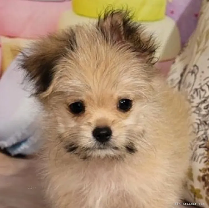 ID:2310-03519の子犬