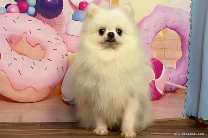 ポメラニアン【・男の子・2023年8月30日・ホワイト】