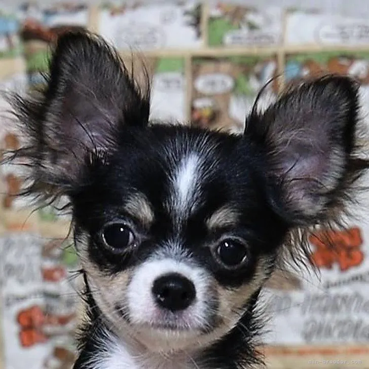ID：2208-02968の子犬