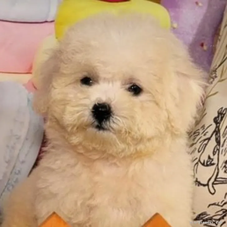 ID:2310-01620の子犬