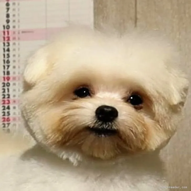 ID：2303-04259の子犬