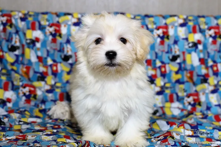 ID:2112-01327の子犬