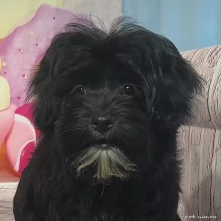 ID：2405-05419の子犬