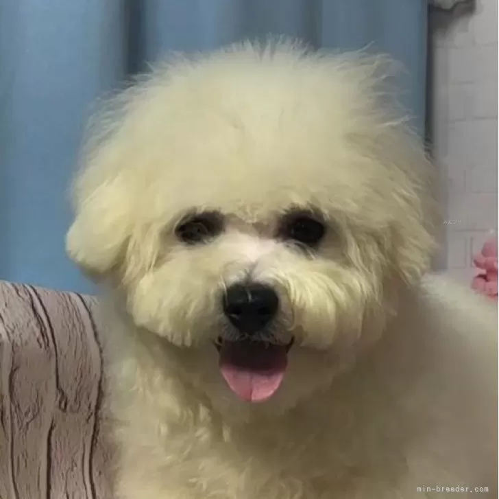 ID：2403-00276の子犬