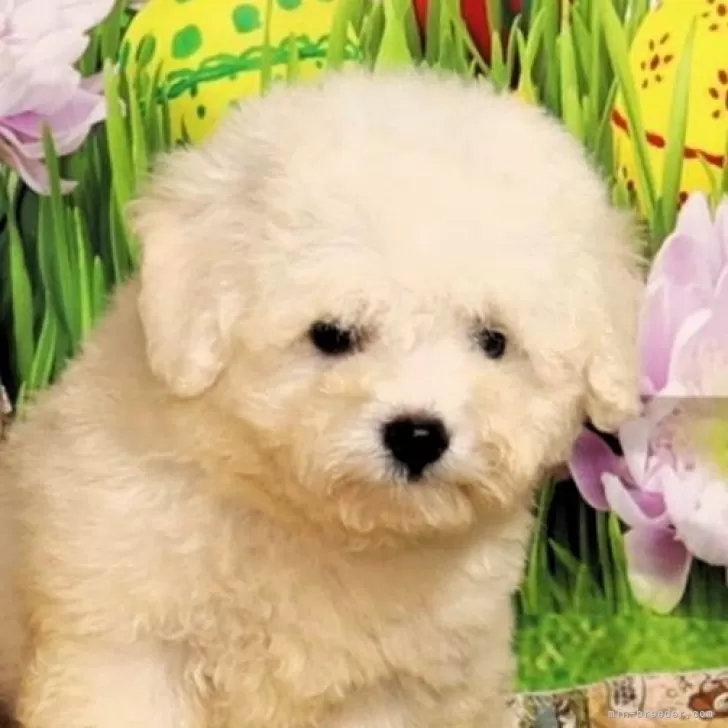 ID:2401-00503の子犬