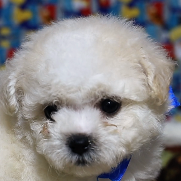 ボロニーズ【福岡県・男の子・2022年4月5日・ホワイト】の写真「希少犬種日本では珍しい犬種です」