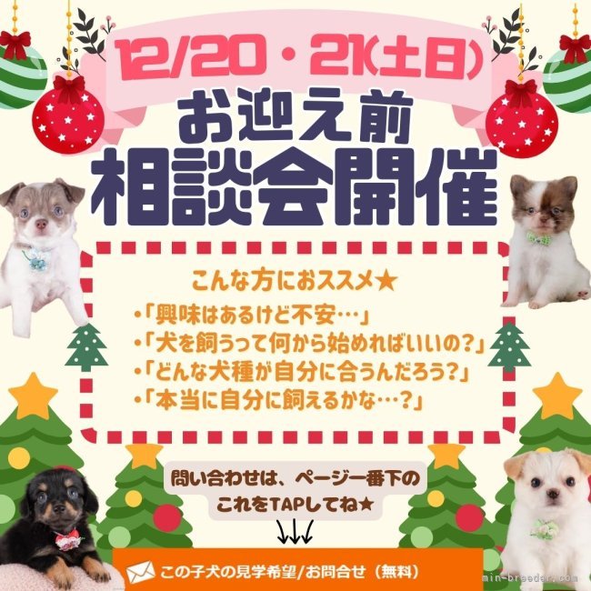 12/20・21(土日)🎄 初めてでも安心✨クリスマス前のお迎え相談会開催🐶🎁｜梶　匡伸(かじ　まさのぶ)ブリーダー(神奈川県・チワワ(ロング)など・JKC登録)の紹介写真1