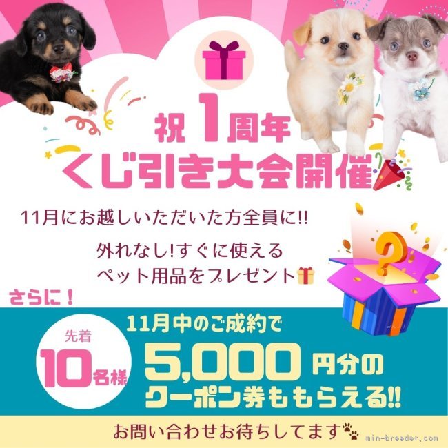 🎁見学に来てくれた人全員にチャンス!!外れなしのくじ引きに参加ください🎶｜梶　匡伸(かじ　まさのぶ)ブリーダー(神奈川県・チワワ(ロング)など・JKC登録)の紹介写真2
