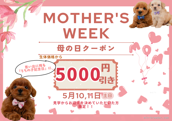杉山晴菜ブリーダーのブログ：💐5月限定の出会いと安心サポート｜母の日キャンペーン＆相談会開催🎉