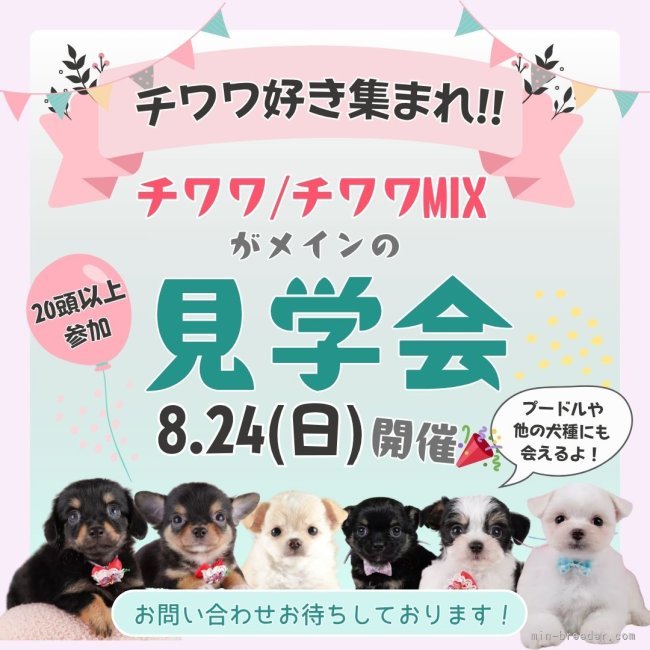 杉山晴菜ブリーダーのブログ：🎈【8/24(日)限定】チワワ好きさん集合！“ふれあい見学会”開催🐶💕