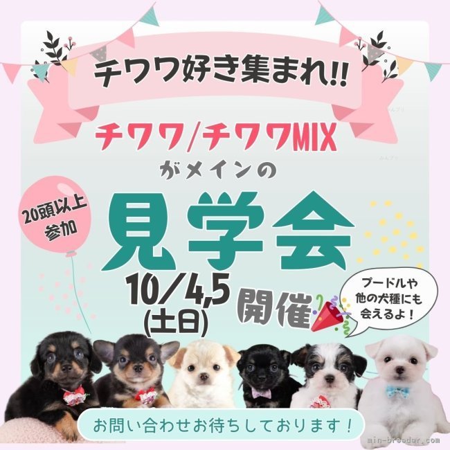 杉山晴菜ブリーダーのブログ：🐶10/4・5開催🎉チワワ&MIX見学会✨