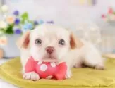 チワワ(ロング)【神奈川県・男の子・2025年4月1日・クリーム】の写真5「🐾兄弟犬や他の子も一緒に見学可能です🐾」