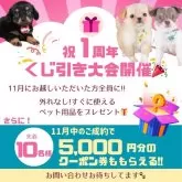 チワワ(ロング)【神奈川県・男の子・2025年8月25日・チョコレートタン&ホワイト】の写真3「🎁見学に来てくれた人全員にチャンス!!外れなしのくじ引きに参加ください🎶」