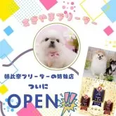 ポメラニアン【神奈川県・男の子・2024年11月16日・ホワイト】の写真10「🐶朝比奈ブリーダーの姉妹店としてNewOpen🎉素敵な出会いをお届けします🎁」