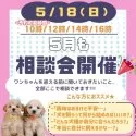 トイプードル(トイ)【神奈川県・男の子・2025年1月31日・ブラック】の写真2「🐶相談会開催🎉お迎え前の不安をなんでも聞いてください🎶」