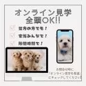 チワックス(チワワ×ダックスフンド)【神奈川県・男の子・2025年3月30日・ブラック&タン】の写真10「📲全頭オンライン見学OK💻遠方で当犬舎に来れない方・忙しくて時間がない方には特にオススメ✨」