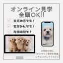 タイニープードル【神奈川県・男の子・2025年4月5日・レッド】の写真12「📲全頭オンライン見学OK💻遠方で当犬舎に来れない方・忙しくて時間がない方には特にオススメ✨」