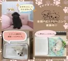 マルプー(マルチーズ×トイプードル)【神奈川県・男の子・2025年4月23日・アプリコット】の写真13
