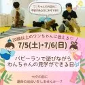 チワワ(スムース)【神奈川県・女の子・2025年5月1日・フォーン&ホワイト】の写真2「七夕前に運命の出会い✨7/5・6はパピーランで遊びながら見学できる日🐶」
