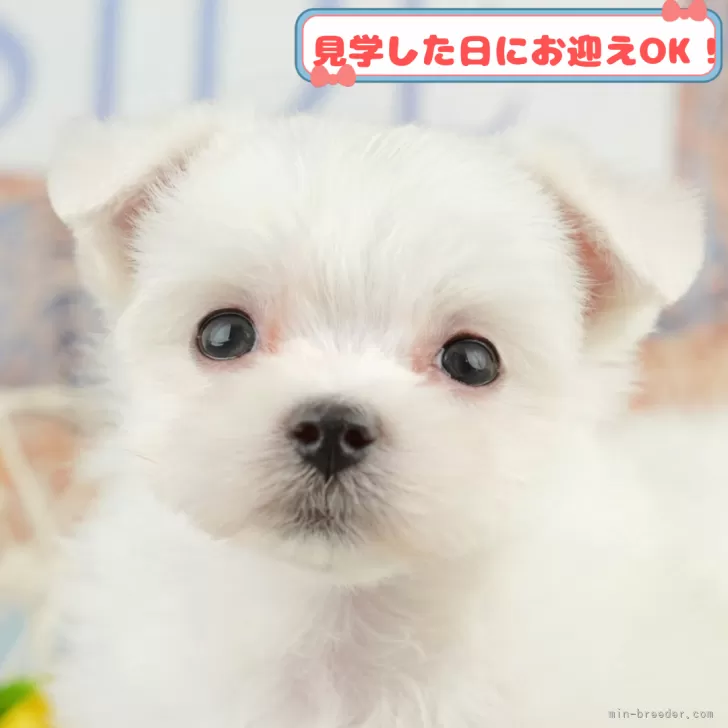 ID：2504-00403の子犬
