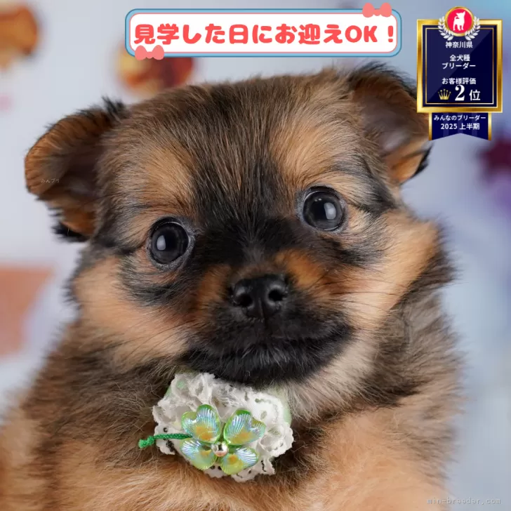 チワポメ(ポメラニアン×チワワ)【神奈川県・女の子・2025年9月9日・フォーン】の写真1「💖朝比奈ブリーダーの姉妹店がオープンしました💖」