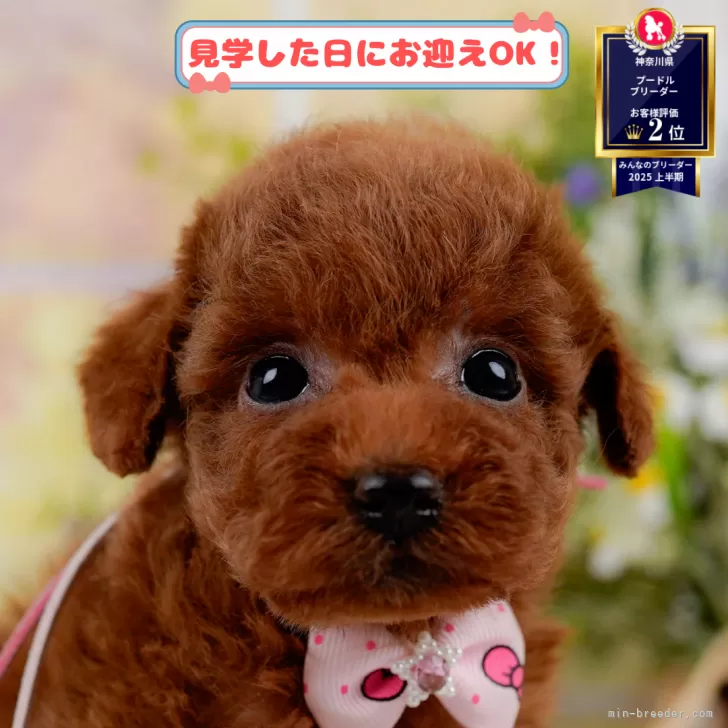 M.S 様のお迎えした子犬