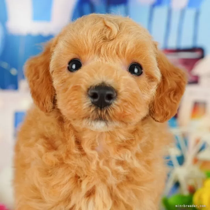 ID：2411-03939の子犬