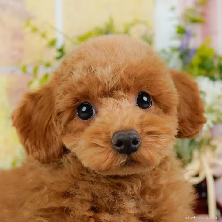 かおさん 様のお迎えした子犬