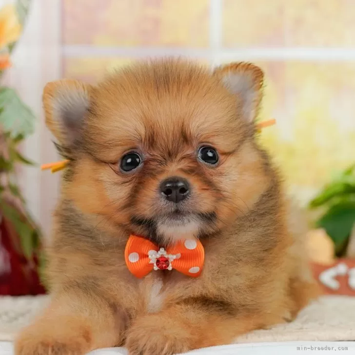 ID：2411-03946の子犬