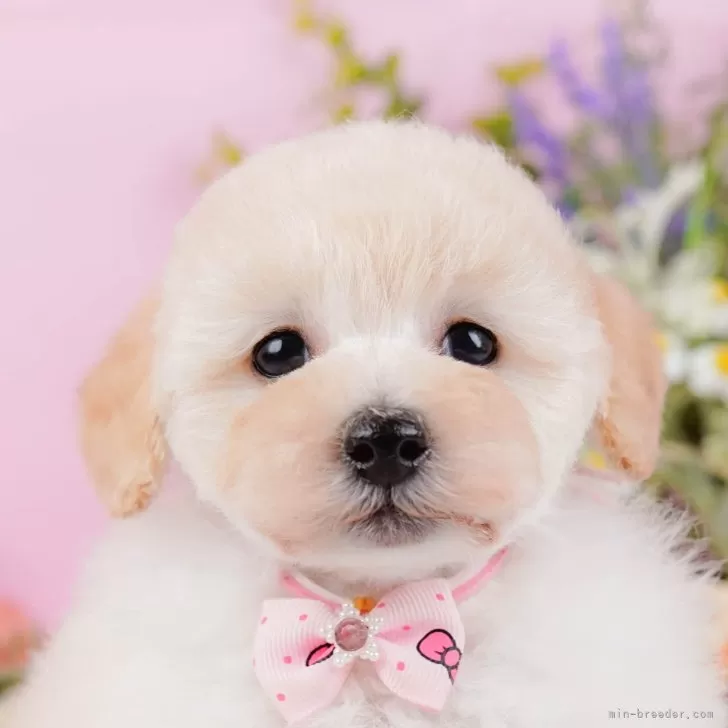 ID:2505-03044の子犬