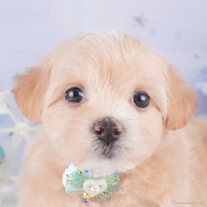 M.K 様のお迎えした子犬