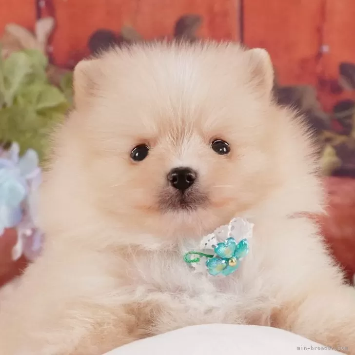 T.K 様のお迎えした子犬
