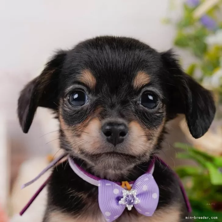 ID：2506-04486の子犬