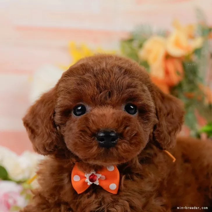 みゆ 様のお迎えした子犬