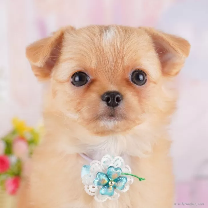 S.K 様のお迎えした子犬