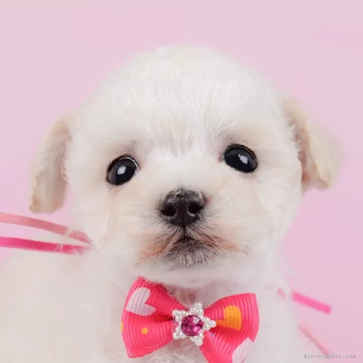 ID：2501-07645の子犬