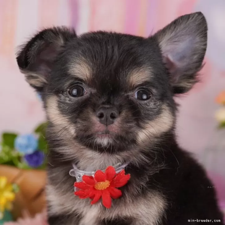 ID:2501-00106の子犬