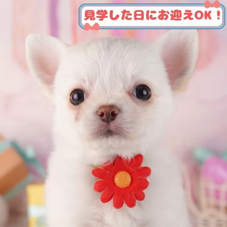 ID：2412-07827の子犬