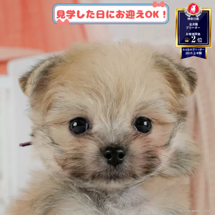 ポメマル(マルチーズ×ポメラニアン)【神奈川県・男の子・2025年6月5日・ウルフセーブル】の写真1「💖朝比奈ブリーダーの姉妹店がオープンしました💖」