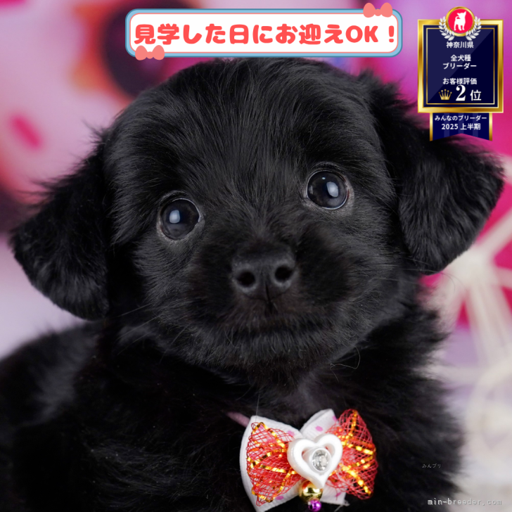 ブリーダー画像