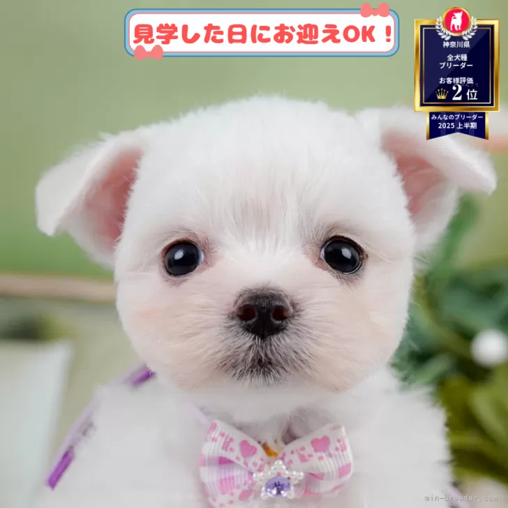 チワマル(マルチーズ×チワワ)【神奈川県・女の子・2025年4月28日・ホワイト】の写真1「💖朝比奈ブリーダーの姉妹店がオープンしました💖」