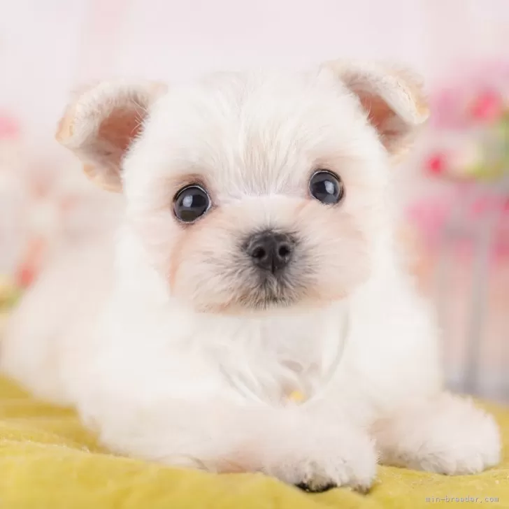 ID:2505-07882の子犬