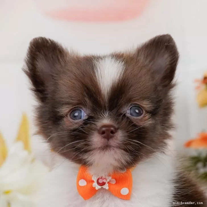 M.N 様のお迎えした子犬