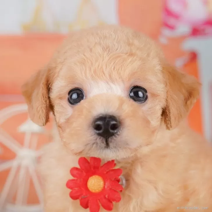 K.E 様のお迎えした子犬