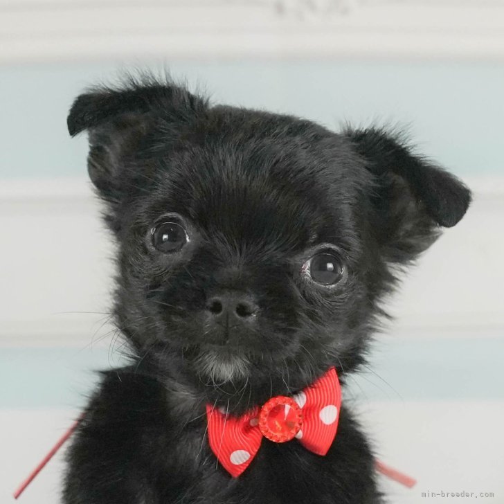 ブリーダー画像