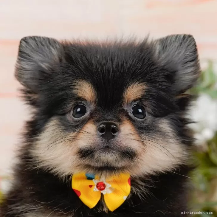 ID：2511-01534の子犬