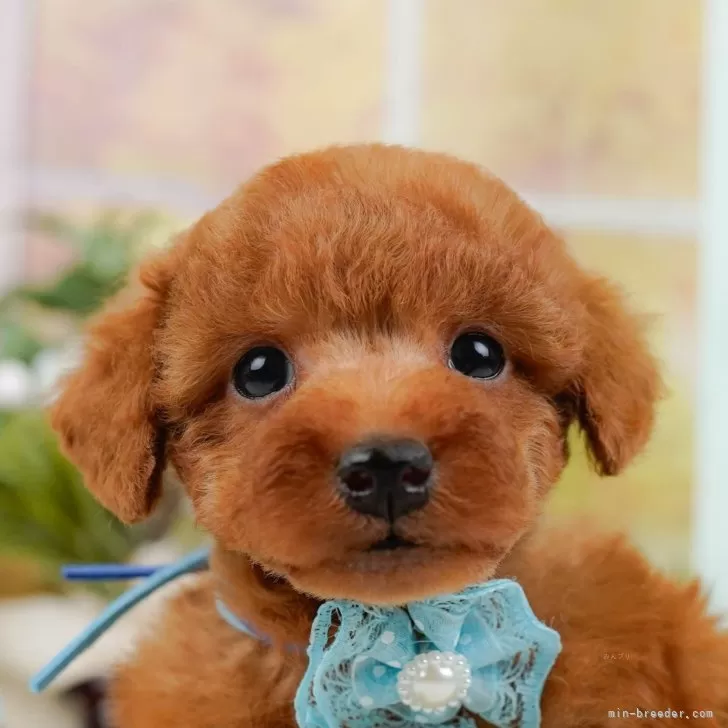 ID：2505-03310の子犬