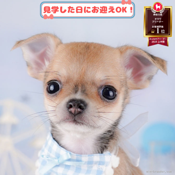 Y.T 様のお迎えした子犬